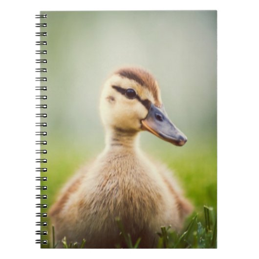 ベビーのマガモの素早く身をかがめること ノートブック (正面)