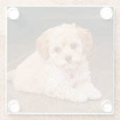 ベビーのマルタのプードルの組合せかmaltipooの小犬 ガラスコースター (裏面)