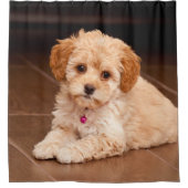 ベビーのマルタのプードルの組合せかmaltipooの小犬 シャワーカーテン (正面)