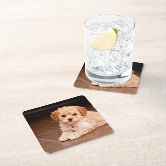 ベビーのマルタのプードルの組合せかmaltipooの小犬 スクエアペーパーコースター (インサイチュ)