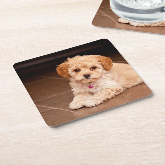 ベビーのマルタのプードルの組合せかmaltipooの小犬 スクエアペーパーコースター (アングル)