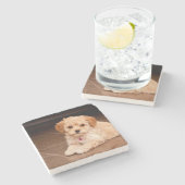 ベビーのマルタのプードルの組合せかmaltipooの小犬 ストーンコースター (横)