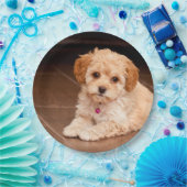 ベビーのマルタのプードルの組合せかmaltipooの小犬 ペーパープレート (パーティー)