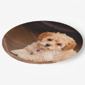 ベビーのマルタのプードルの組合せかmaltipooの小犬 ペーパープレート (アングル)