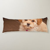 ベビーのマルタのプードルの組合せかmaltipooの小犬 ボディピロー (正面)