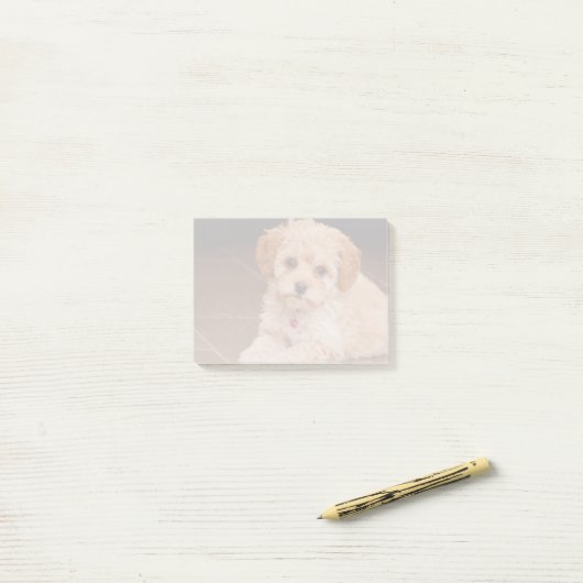 ベビーのマルタのプードルの組合せかmaltipooの小犬 ポストイット (デスク上)
