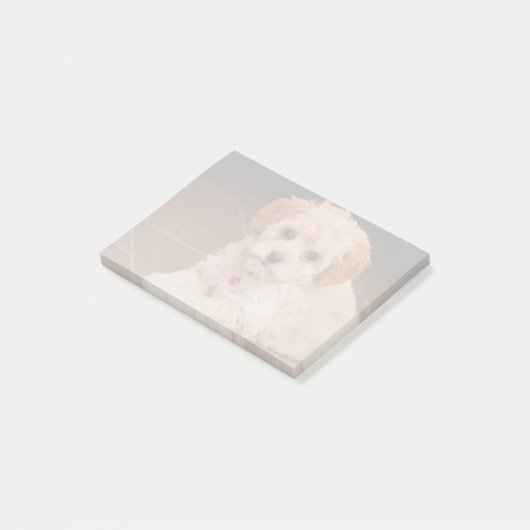 ベビーのマルタのプードルの組合せかmaltipooの小犬 ポストイット (アングル)