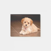 ベビーのマルタのプードルの組合せかmaltipooの小犬 ポストイット (正面)