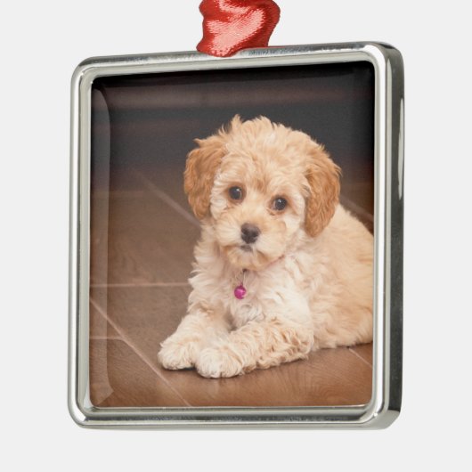 ベビーのマルタのプードルの組合せかmaltipooの小犬 メタルオーナメント (左)