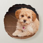 ベビーのマルタのプードルの組合せかmaltipooの小犬 ラウンドクッション (正面)