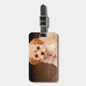 ベビーのマルタのプードルの組合せかmaltipooの小犬 ラゲッジタグ (正面縦)