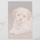 ベビーのマルタのプードルの組合せかmaltipooの小犬 便箋 (正面)