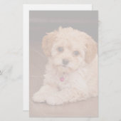 ベビーのマルタのプードルの組合せかmaltipooの小犬 便箋 (正面/裏面)