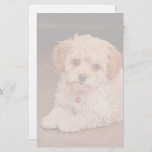 ベビーのマルタのプードルの組合せかmaltipooの小犬 便箋 (正面/裏面)