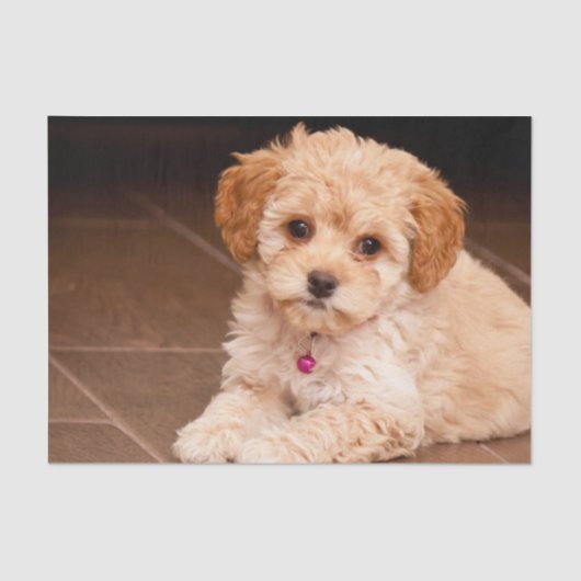 ベビーのマルタのプードルの組合せかmaltipooの小犬 薄葉紙 (正面)