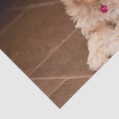 ベビーのマルタのプードルの組合せかmaltipooの小犬 薄葉紙 (詳細)