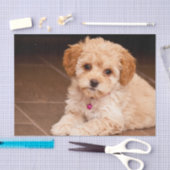 ベビーのマルタのプードルの組合せかmaltipooの小犬 薄葉紙 (クラフト)