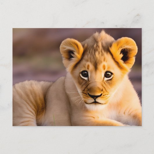 ベビーのライオンが草の中に横たわっている ポストカード (正面)