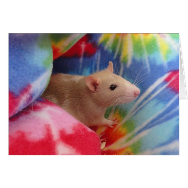 ベビーのラット (正面横)