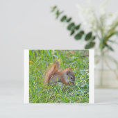 ベビーのリス ポストカード (スタンド正面)