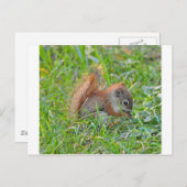 ベビーのリス ポストカード (正面/裏面)