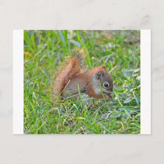 ベビーのリス ポストカード (正面)