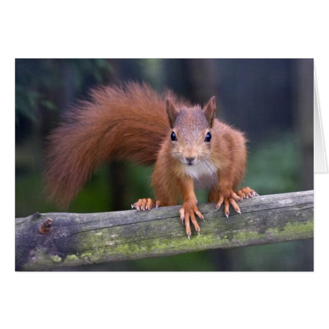 ベビーのレッド・カード (正面横)