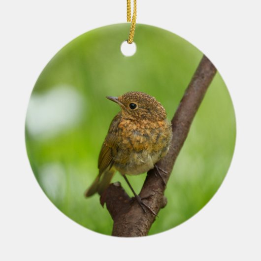 ベビーのロビンが枝に止まった セラミックオーナメント (正面)