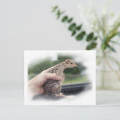 ベビーの七面鳥が手で捕らえられること ポストカード (スタンド正面)