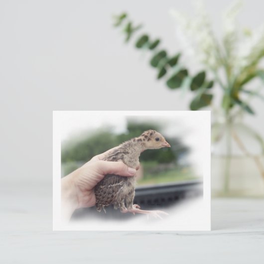 ベビーの七面鳥が手で捕らえられること ポストカード (スタンド正面)