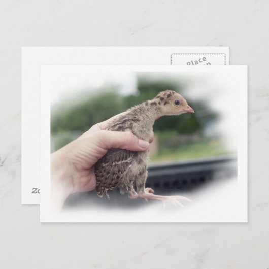 ベビーの七面鳥が手で捕らえられること ポストカード (正面/裏面)