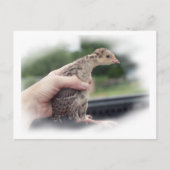 ベビーの七面鳥が手で捕らえられること ポストカード (正面)