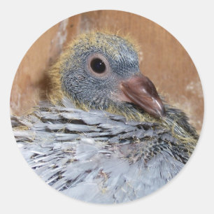 ベビーの伝書鳩のステッカー ラウンドシール