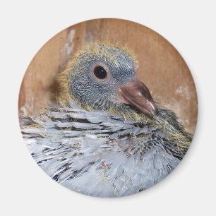 ベビーの伝書鳩の磁石 マグネット