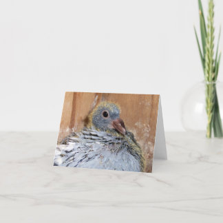 ベビーの伝書鳩Notecard カード