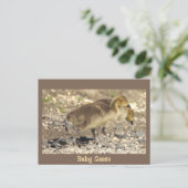 ベビーの写真はがき ポストカード (スタンド正面)