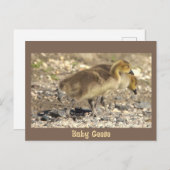 ベビーの写真はがき ポストカード (正面/裏面)