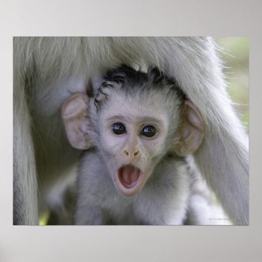 ベビーの子守女 ポスター (正面)