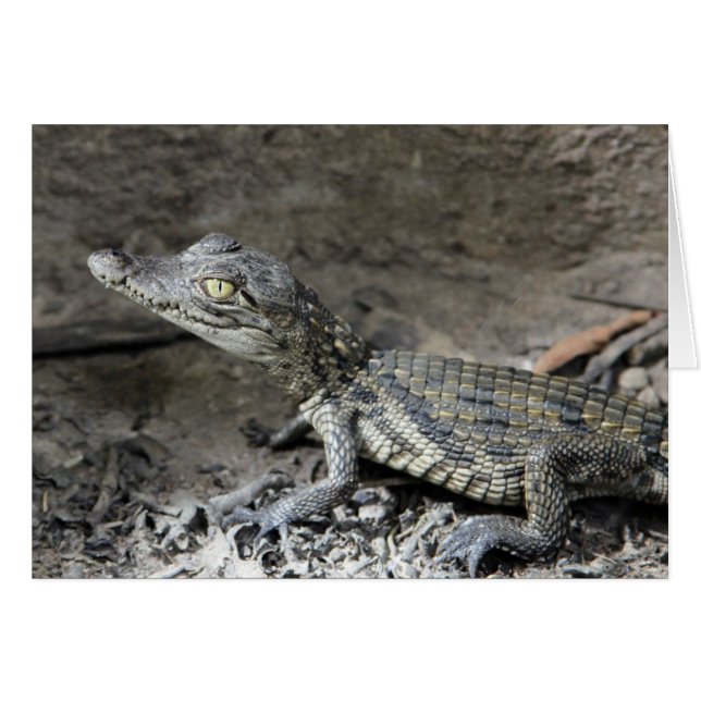 ベビーの小型ワニ (正面横)