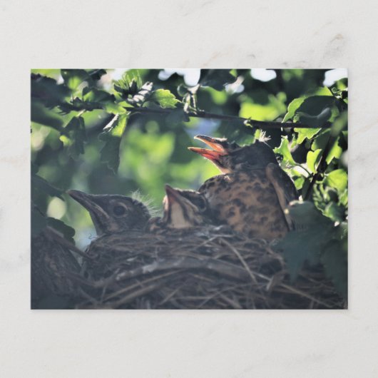 ベビーの巣の自然野生動物写真 ポストカード (正面)