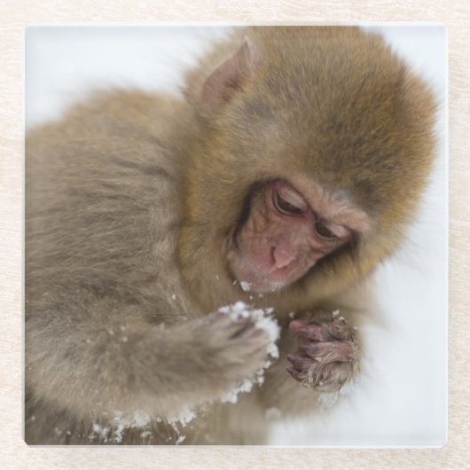 ベビーの日本のなマカク属|の雪猿 ガラスコースター (正面)