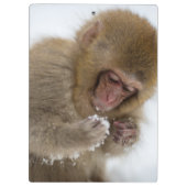 ベビーの日本のなマカク属|の雪猿 クリップボード (裏面)