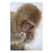 ベビーの日本のなマカク属|の雪猿 ミニクリップボード (裏面)