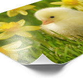 ベビーの水仙 フォトプリント            (角)