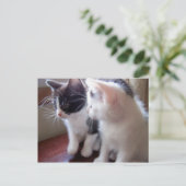 ベビーの猫ちゃんの郵便はがき ポストカード (スタンド正面)