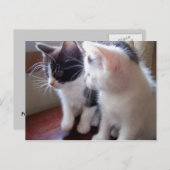 ベビーの猫ちゃんの郵便はがき ポストカード (正面/裏面)
