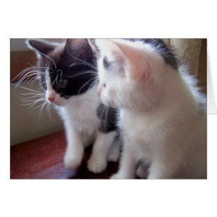 ベビーの猫ちゃん