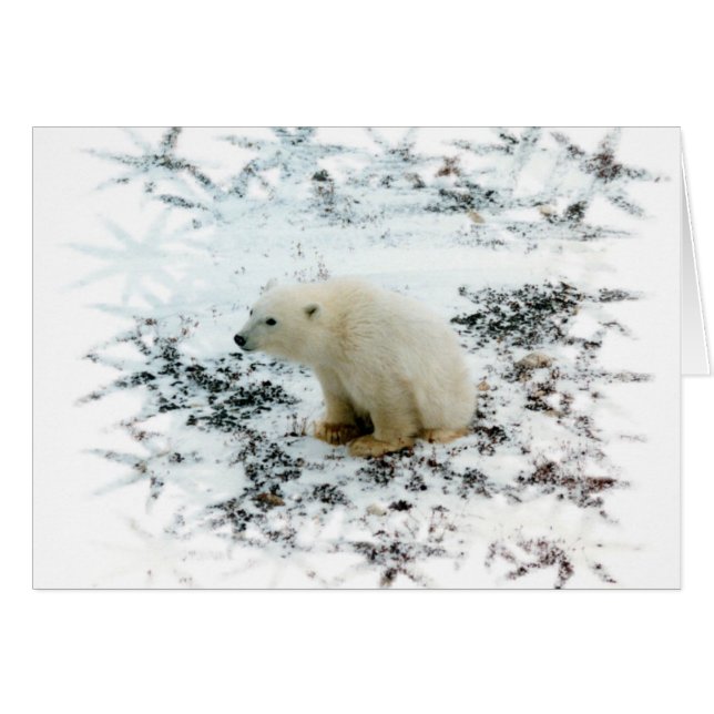 ベビーの白くま (正面横)