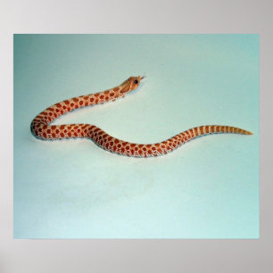 ベビーの白子のHognoseヘビのポスターかPring ポスター