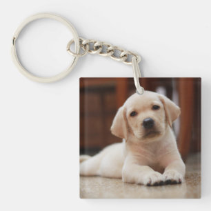 ベビーの腹に置いている黄色いラブラドールの小犬 キーホルダー